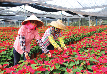村民發揮自身優勢種植花卉，種出'錢'程